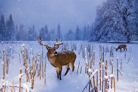 Snowfall, Wildlife and Gardens : The National Wildlife Federation Blog