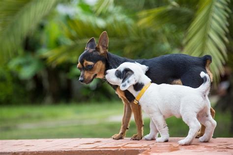 Premium Photo | Dogs puppies playing between them