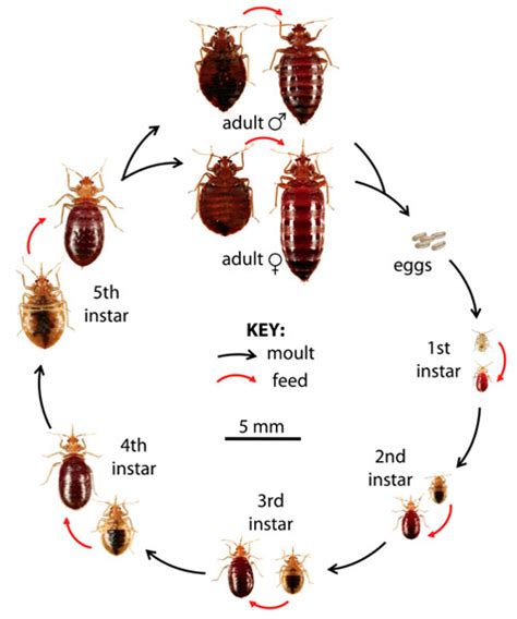 Bed bug control London UK | Prime Pest Control London