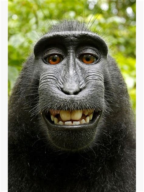 "Macaque Black Selfie Self Portrait" Poster for Sale by Irina Polyanskaya | Monkeys funny ...