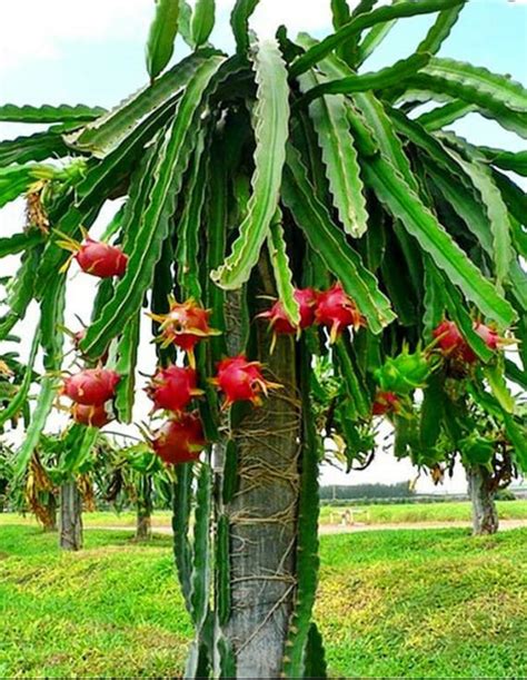 RootedunRooted Dragon Fruit Cactus Cutting within 12 inches Pitaya Home ...