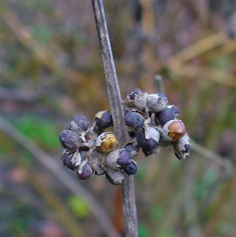 VITEX AGNUS CASTUS (CHASTEBRRY) AND INFERTILITY