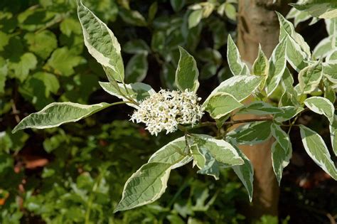 Cornus alba 'Elegantissima' (v) – Ballyrobert Gardens