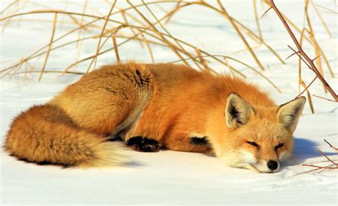 Fox In Snow Free Stock Photo - Public Domain Pictures