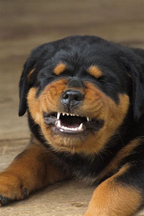 Rottweiler Growling