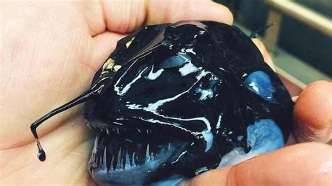 An anglerfish specimen obtained from the depths; It’s pitch-black body allows it to remain in ...