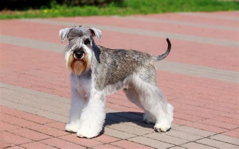 Miniature Schnauzer Health Problems - Ultimate Pet Nutrition