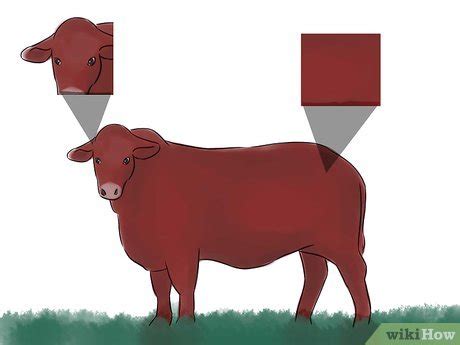 How to Identify Beefmaster Cattle: 4 Steps (with Pictures)