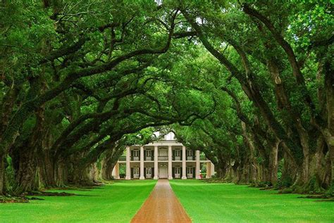 Beautiful World: Oak alley plantations