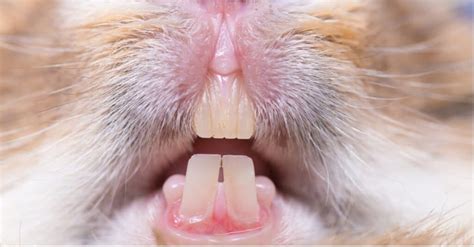 Discover the Types of Teeth Animals Have and Which Ones Are Used for ...