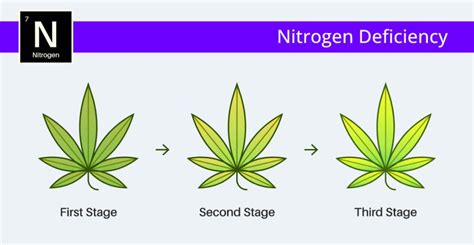 How To Spot & Correct Nitrogen Deficiency in Cannabis Plants