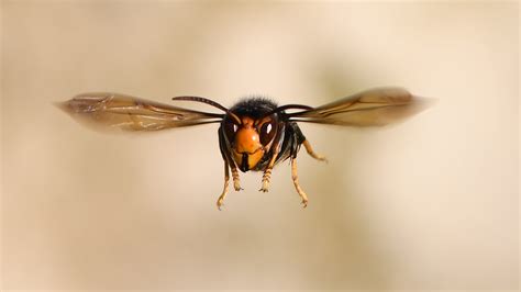 Man Dies From Asian Hornet Sting in Spain | Heavy.com