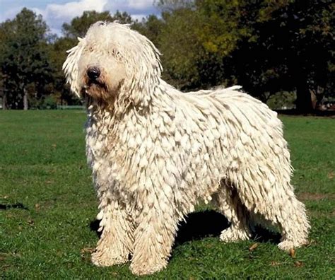 7.+Komondor.jpg 640×536 pixels | Komondor dog, Dog breeds, Working dogs ...