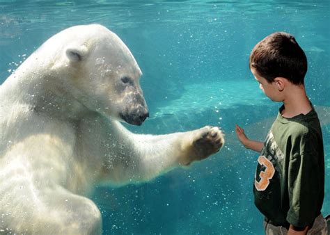 Polar bear scientist: Why I care about Zoos – Eye on the Arctic