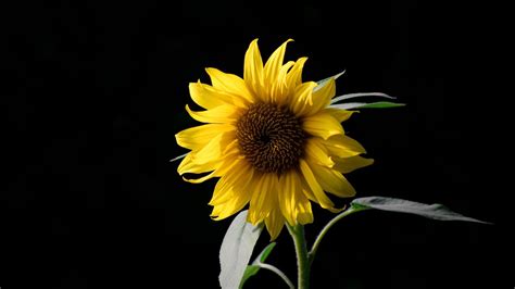 Black Sunflower Wallpapers - Top Free Black Sunflower Backgrounds - WallpaperAccess