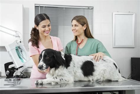 5 Anesthesia Risks for Pets You Should Know | PetMD