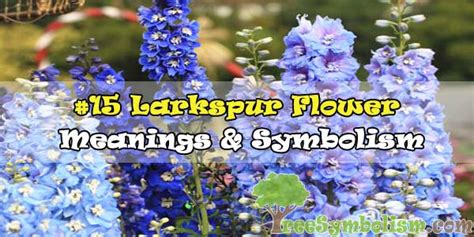 Larkspur Flower Language Meaning | Best Flower Site