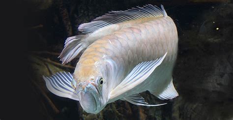 Platinum Arowana a - The Rich Side