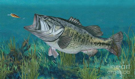 Largemouth Bass Art