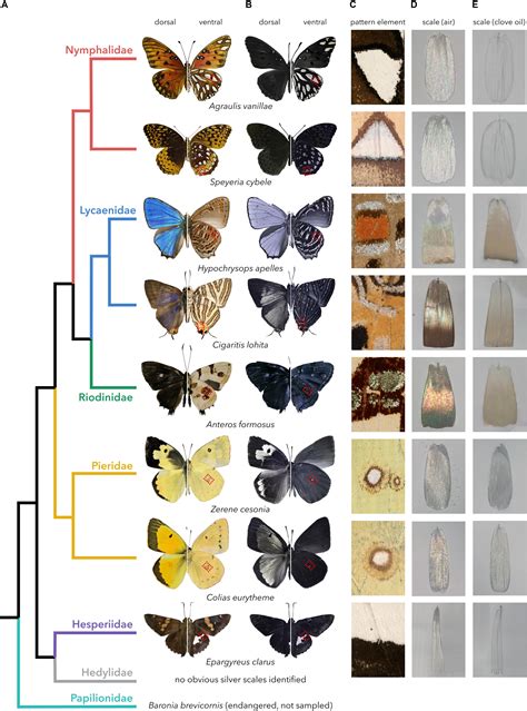 North American Butterfly Chart