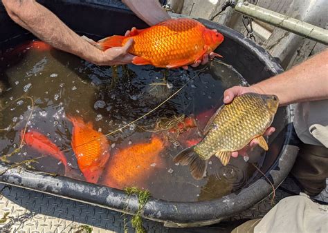 Don't Dump Your Pet: Invasive Giant Goldfish in MN Lake Prompt Warning