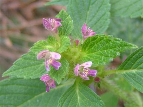 flowers for flower lovers.: Nettle flowers pictures.