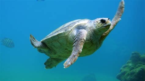 Scuba Diving in Key Largo, Florida Keys