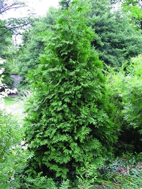 Arborvitae Trees - Types & Care | Garden Design