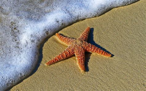 El misterioso síndrome que está matando a las estrellas de mar - El Sol ...