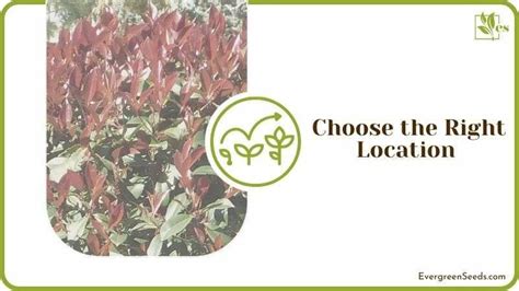 How To Plant Care for Red Tip Photinias: A Complete Guide