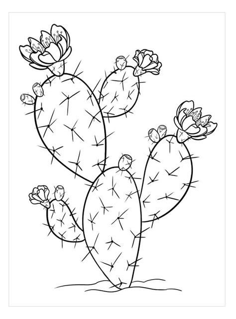 Prickly Pear Cactus coloring page - Download, Print or Color Online for ...