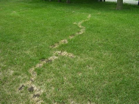 lawn mole control damage iowa west des moines trapping removal poison ...