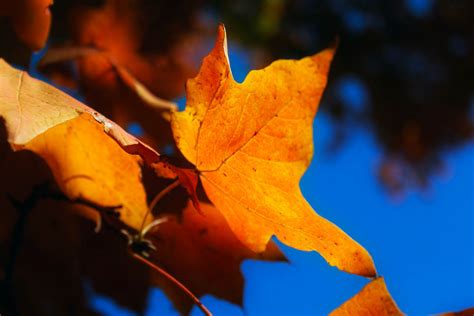 sassafras: october :: nature photography