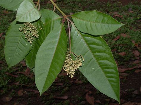 Neea (Nyctaginaceae) image 1443 at PlantSystematics.org