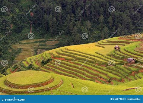 Paddy Field on Time of Harvesting Stock Image - Image of rice, vietnam: 35907483