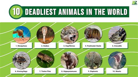 The Top 10 Deadliest Animals In The World - AZ Animals