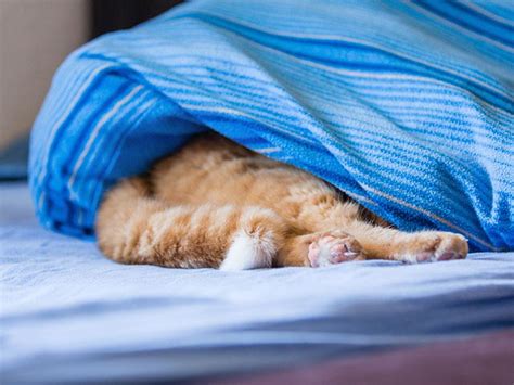 21 Cats Who Fail at Hiding | LoveToKnow