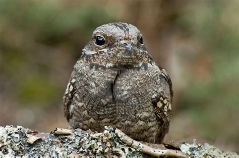 European Nightjar | Rare birds, Birds, Animals