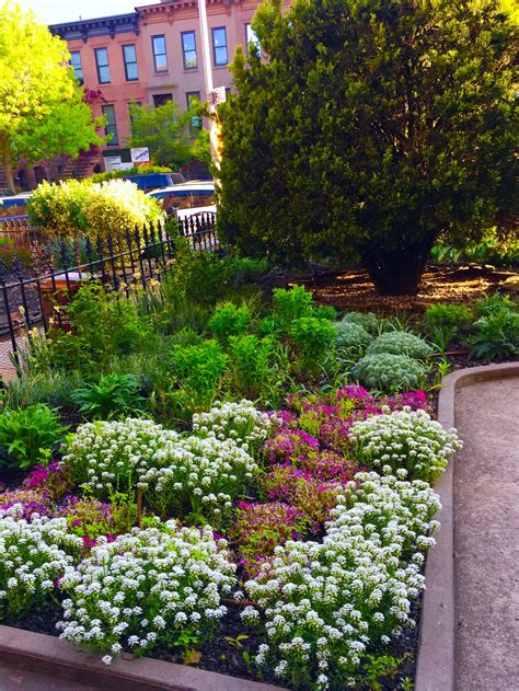 Carroll Gardens; Brooklyn, NY — HARLEM HORTICULTURE