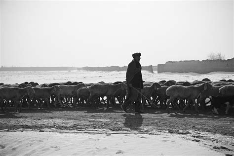 Free photo: Shepherd, Man, Sheep, Flock, Winter - Free Image on Pixabay - 60657