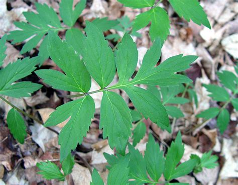 Hydrophyllum virginianum - Alchetron, the free social encyclopedia