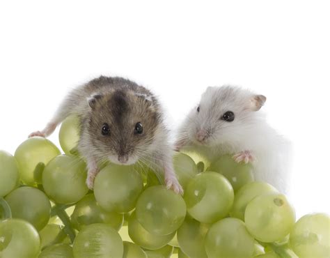 Can Hamsters Eat Grapes? All the Fruits and Foods Your Pet Can (and Can ...