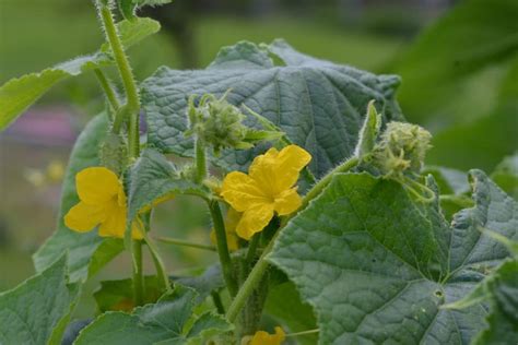 Cucumber Leaves Turning White » Tips on Why and Fixes