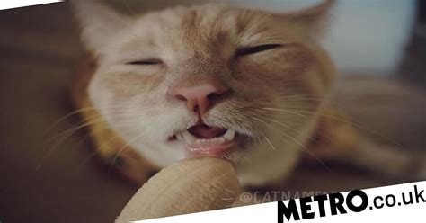 Cat loves eating bananas but owner jokes that pics look inappropriate | Metro News