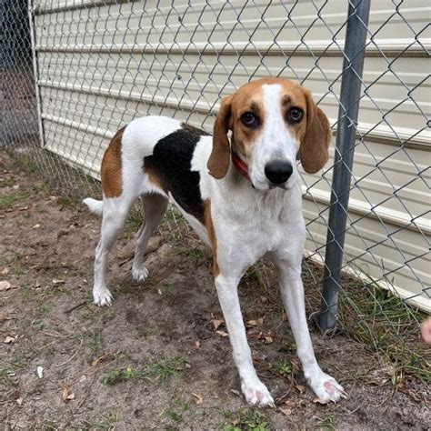 Treeing Walker Coonhound Info, Size, Temperament, Lifespan, and Pictures