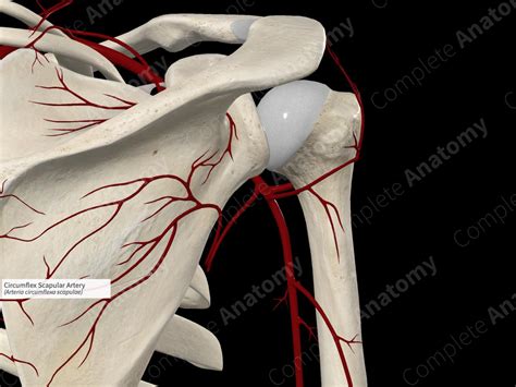 Circumflex Scapular Artery | Complete Anatomy