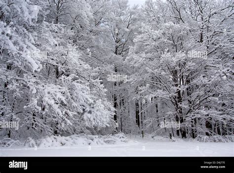 Winter wonderland, fresh snow on trees Stock Photo - Alamy