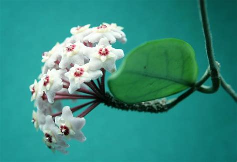 Wax Plant Propagation Guide: Learn How To Propagate Hoya Plants