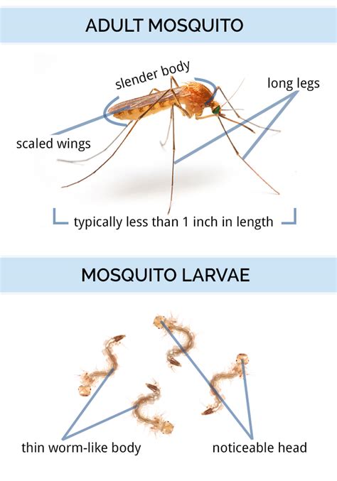 Mosquito Identification, Life Cycle & Anatomy - Types of Mosquitoes