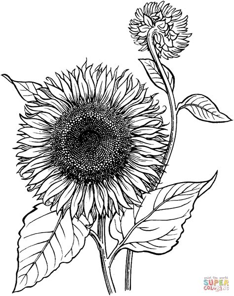 Blooming Sunflower coloring page | Free Printable Coloring Pages